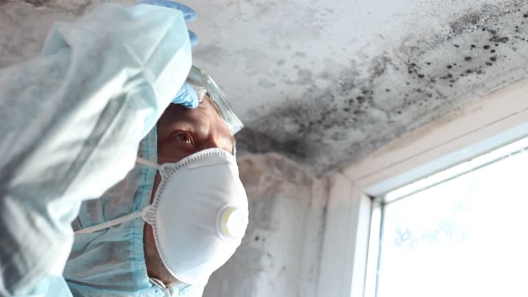 Why You Should Choose Our Mold Remediation Services in Pontiac, MI